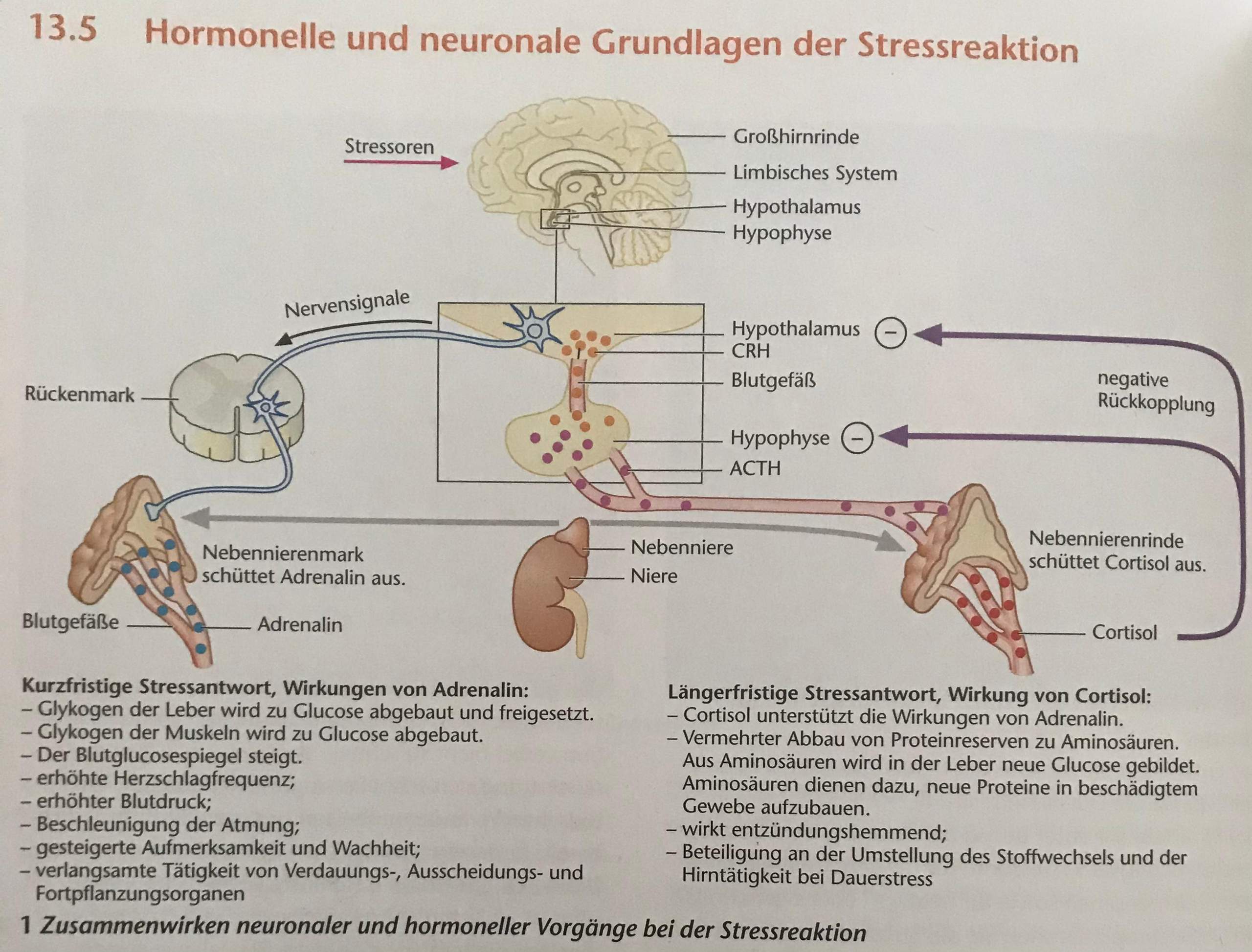 Verschränkung Hormoneller Und Neuronaler Steuerung