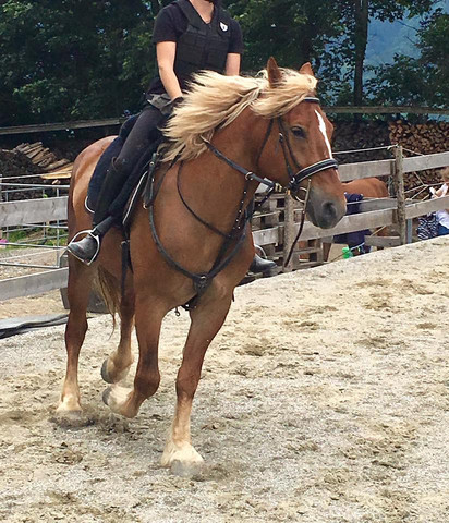 Bild davon - (Pferde, reiten, Sattel)