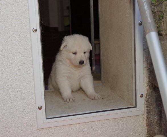 immer der erste... - (Hund, Welpen)