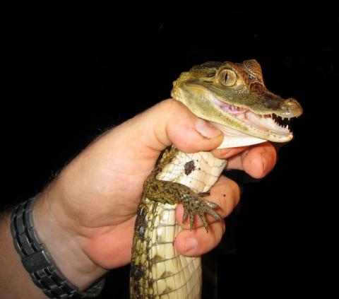 Kleiner Alligator /- kaiman /- kroko - (Tiere, Reptilien, Krokodil)