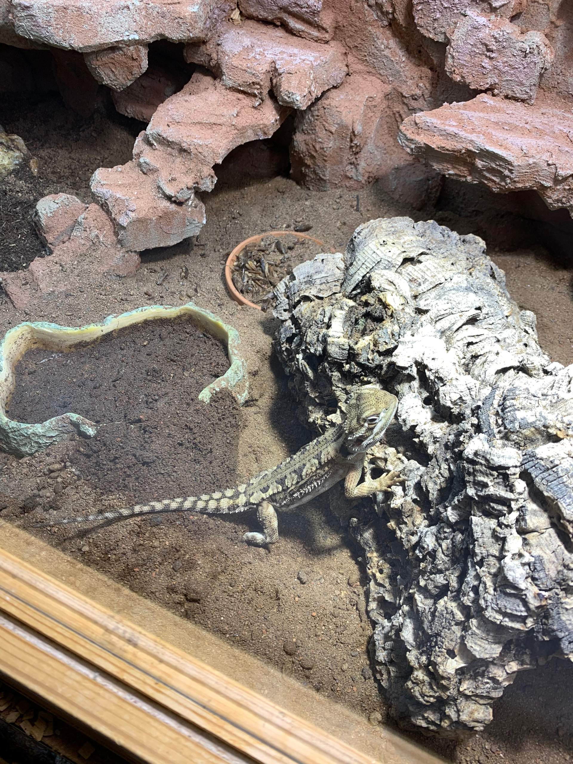 Zwerg Bartagame (Pogonahenrilafsoni) buddelt Löcher. Lassen oder zu ... - 0 Full Zwerg Bartagame (Pogonahenrilafsoni) buddelt Löcher. Lassen oder zu ... - 0 Full