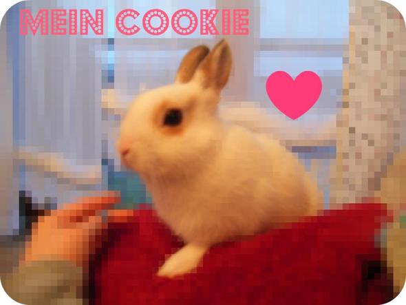 Das ist er, Cookie. (älteres Bild) - (Kaninchen, Ohr, Fieber)