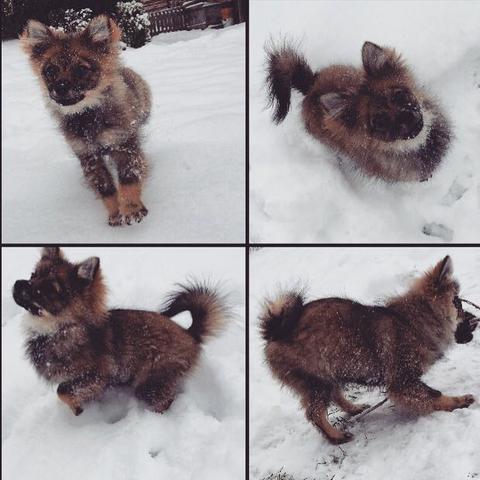 Da ist sie - (Hund, Aussehen, Fell)