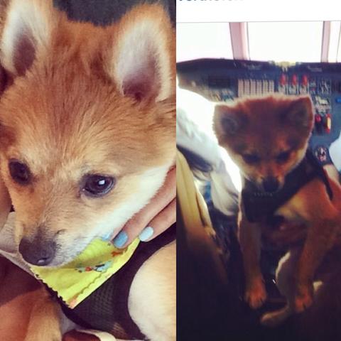 zwergspitz fell schneiden hund scheren