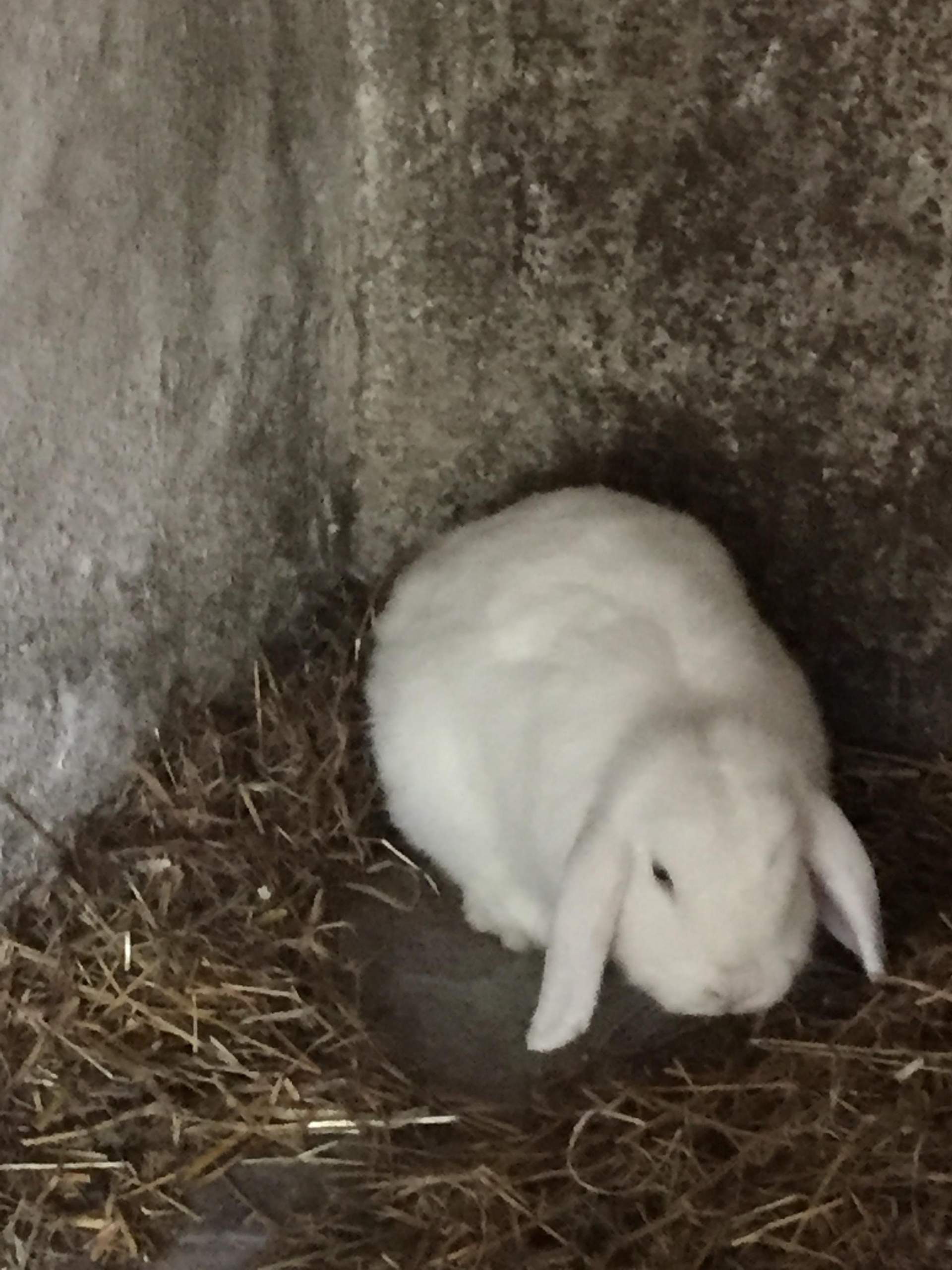 Top Zwergwidder Kaninchen kastriert 7 Monate jung