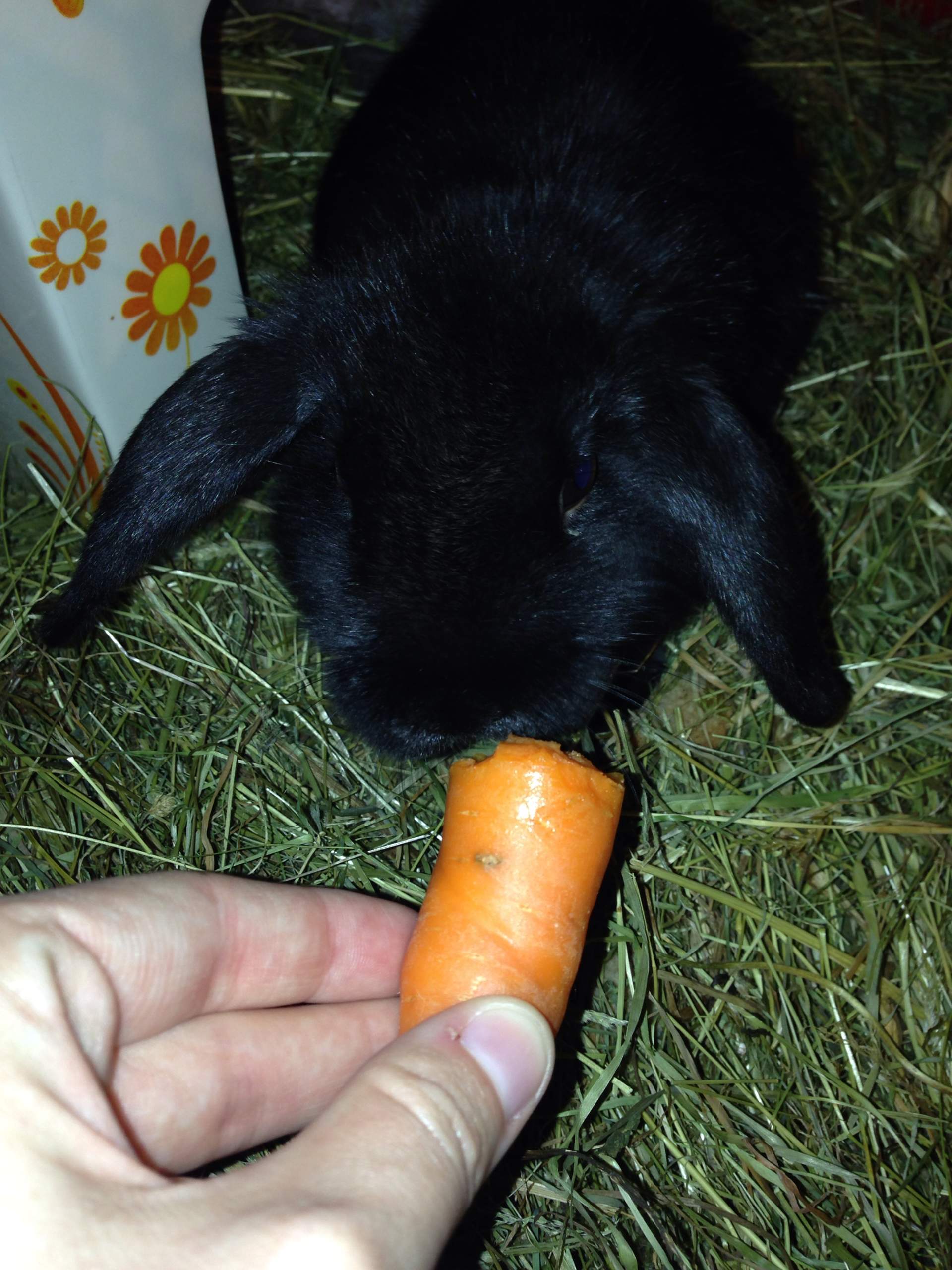 Mein Kaninchen Lebt Alleine Und Ist Glücklich Zwergwidderkaninchen alleine halten (Tiere, Kaninchen, Haltung)