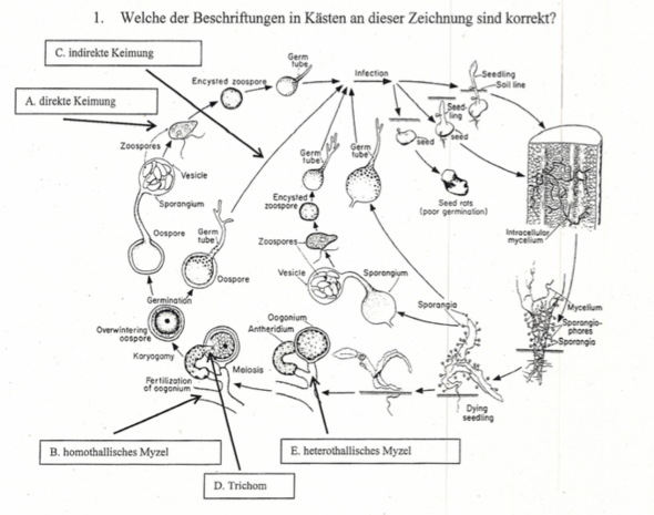 Zyklus von Phytium sp - (Studium, Biologie, Universität)