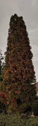 Zypresse Lebensbaum Wird Einseitig Braun Garten Pflanzenpflege Schadlinge