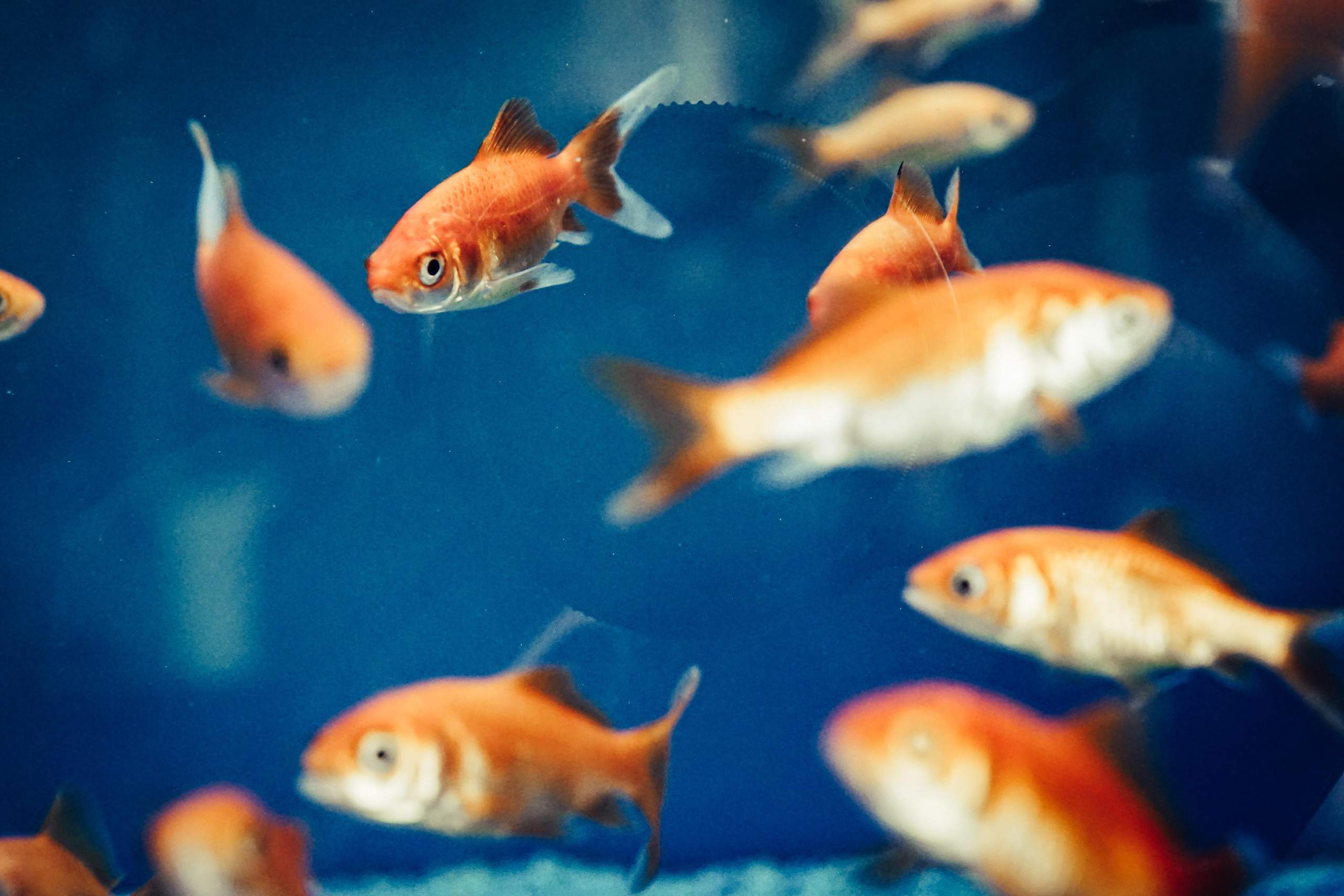 Wieviel Liter Wasser sind im kompletten Ozean? (Natur, Meer)