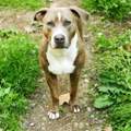 American Bully In Bawu Ein Listenhund Stockmass Bis 40cm Hund Kampfhund