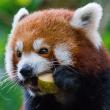 Gibt Es Eine App Mit Der Man Verpixelte Bilder Scharfen Kann Kamera Play Store Appstore