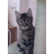 2 stunden abstand zwischen katzenbabies katze kitten katzengeburt