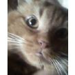 meine katze schluckt standig krankheit schlucken