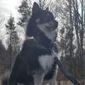Pomsky Nahe Bayern Kaufen Wo Internet Freizeit