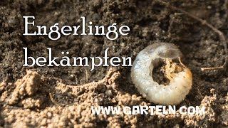Raupe in Blumenksten? (Garten)